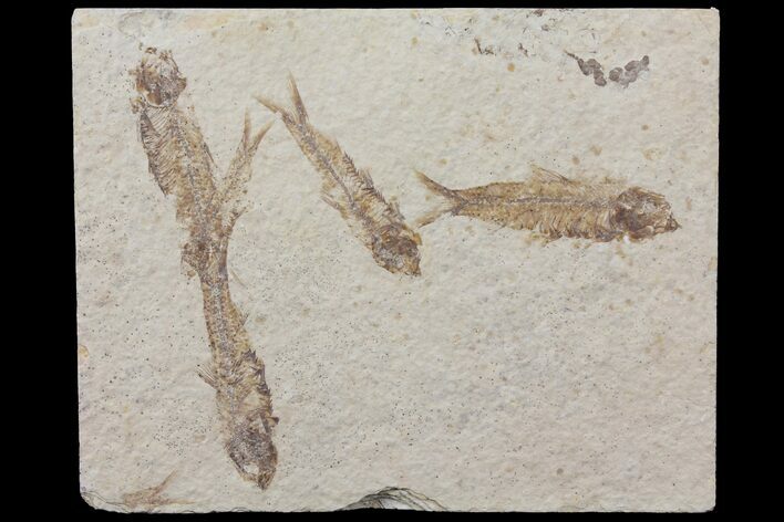 Fossil Fish (Knightia) Plate- Wyoming #111244